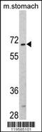 CAMP Responsive Element Binding Protein 3 Like 1 antibody, 62-349, ProSci, Western Blot image 