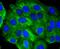 Ubiquitin D antibody, NBP2-67917, Novus Biologicals, Immunofluorescence image 