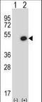 Bone Morphogenetic Protein 7 antibody, LS-C156837, Lifespan Biosciences, Western Blot image 