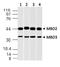 Methyl-CpG Binding Domain Protein 3 antibody, MBS668036, MyBioSource, Western Blot image 