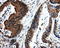 CD171 antibody, LS-C114812, Lifespan Biosciences, Immunohistochemistry frozen image 