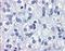 AD4BP antibody, NLS2479, Novus Biologicals, Immunohistochemistry frozen image 