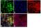Ribosomal Oxygenase 2 antibody, 39-7300, Invitrogen Antibodies, Immunofluorescence image 