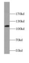 Sorting Nexin 19 antibody, FNab08086, FineTest, Western Blot image 