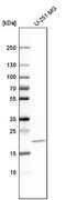 Growth Arrest And DNA Damage Inducible Beta antibody, NBP1-87990, Novus Biologicals, Western Blot image 