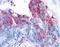 Adhesion G Protein-Coupled Receptor A2 antibody, 34028, QED Bioscience, Immunohistochemistry frozen image 