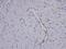 Coronin 1C antibody, PA5-21775, Invitrogen Antibodies, Immunohistochemistry frozen image 