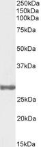 Fragile X mental retardation syndrome-related protein 1 antibody, 45-058, ProSci, Flow Cytometry image 