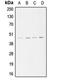 Actin Related Protein 3 antibody, orb214960, Biorbyt, Western Blot image 