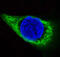 Keratin 14 antibody, M01432-2, Boster Biological Technology, Immunofluorescence image 