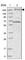 Brefeldin A-inhibited guanine nucleotide-exchange protein 3 antibody, HPA036350, Atlas Antibodies, Western Blot image 