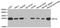 Ribosomal Protein L9 antibody, LS-C334691, Lifespan Biosciences, Western Blot image 