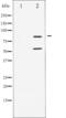 Phosphoinositide-3-Kinase Regulatory Subunit 1 antibody, abx011344, Abbexa, Western Blot image 