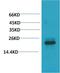 Heat Shock Protein Family B (Small) Member 8 antibody, A02492-1, Boster Biological Technology, Western Blot image 