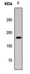 DOT1 Like Histone Lysine Methyltransferase antibody, orb412647, Biorbyt, Western Blot image 