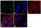Proteasome 26S Subunit, ATPase 2 antibody, PA1-969, Invitrogen Antibodies, Immunofluorescence image 