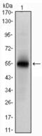 Musashi RNA Binding Protein 1 antibody, abx012056, Abbexa, Western Blot image 
