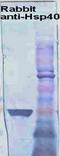 DnaJ Heat Shock Protein Family (Hsp40) Member B1 antibody, orb107246, Biorbyt, Western Blot image 