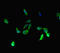 Bromodomain Containing 3 antibody, LS-C677305, Lifespan Biosciences, Immunofluorescence image 