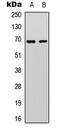 Paxillin antibody, LS-C368498, Lifespan Biosciences, Western Blot image 