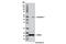 Arrestin Beta 1 antibody, 12697S, Cell Signaling Technology, Western Blot image 
