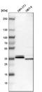 Annexin A3 antibody, HPA013398, Atlas Antibodies, Western Blot image 