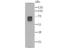 Monoamine Oxidase A antibody, NBP2-75564, Novus Biologicals, Western Blot image 