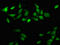 CD3e Molecule Associated Protein antibody, CSB-PA004932LA01HU, Cusabio, Immunofluorescence image 