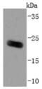 ADP Ribosylation Factor 6 antibody, NBP2-67165, Novus Biologicals, Western Blot image 