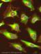 Transglutaminase 2 antibody, ab421, Abcam, Immunofluorescence image 