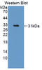 Proteasome Subunit Alpha 1 antibody, LS-C373121, Lifespan Biosciences, Western Blot image 