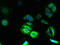 Transmembrane And Coiled-Coil Domains 5A antibody, LS-C378645, Lifespan Biosciences, Immunofluorescence image 