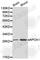 Apolipoprotein A1 antibody, A1129, ABclonal Technology, Western Blot image 