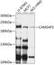 Calmodulin Regulated Spectrin Associated Protein Family Member 2 antibody, 23-842, ProSci, Western Blot image 