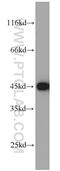 Glutamic-Oxaloacetic Transaminase 1 antibody, 14886-1-AP, Proteintech Group, Western Blot image 
