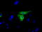 Glucose-6-Phosphate Isomerase antibody, M00108, Boster Biological Technology, Immunofluorescence image 