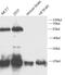 Eukaryotic Translation Initiation Factor 4E antibody, FNab10356, FineTest, Western Blot image 