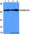 Aldehyde Dehydrogenase 1 Family Member A1 antibody, LS-C411980, Lifespan Biosciences, Western Blot image 