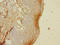 Tigger Transposable Element Derived 4 antibody, A66174-100, Epigentek, Immunohistochemistry paraffin image 