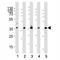 RAD51 Recombinase antibody, F52485-0.4ML, NSJ Bioreagents, Western Blot image 