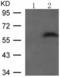 SMAD Family Member 1 antibody, TA323505, Origene, Western Blot image 