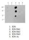 Histone Cluster 2 H3 Family Member D antibody, NB21-1252, Novus Biologicals, Dot Blot image 