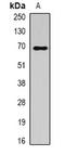 Hypoxia Up-Regulated 1 antibody, orb376699, Biorbyt, Western Blot image 