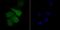 Transducin-like enhancer protein 6 antibody, NBP2-75684, Novus Biologicals, Immunofluorescence image 
