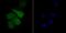 TLE Family Member 6, Subcortical Maternal Complex Member antibody, NBP2-75684, Novus Biologicals, Immunofluorescence image 