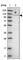 TBC1 domain family member 2A antibody, HPA030871, Atlas Antibodies, Western Blot image 