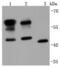 Basigin (Ok Blood Group) antibody, NBP2-66820, Novus Biologicals, Western Blot image 