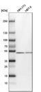 Cerebellar Degeneration Related Protein 2 Like antibody, HPA022015, Atlas Antibodies, Western Blot image 