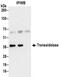 Transaldolase 1 antibody, NBP2-32217, Novus Biologicals, Immunoprecipitation image 