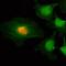 Histone Cluster 1 H2A Family Member J antibody, NBP2-61489, Novus Biologicals, Immunocytochemistry image 